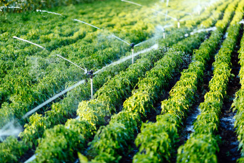 Automatic system for irrigational farming
