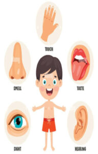 My five senses