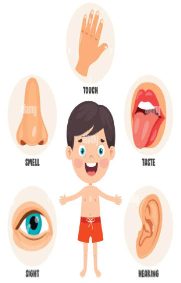 My five senses