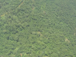 Most dangerous forest in Nigeria