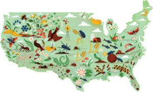 Here’s how insects help keep ecosystems in balance