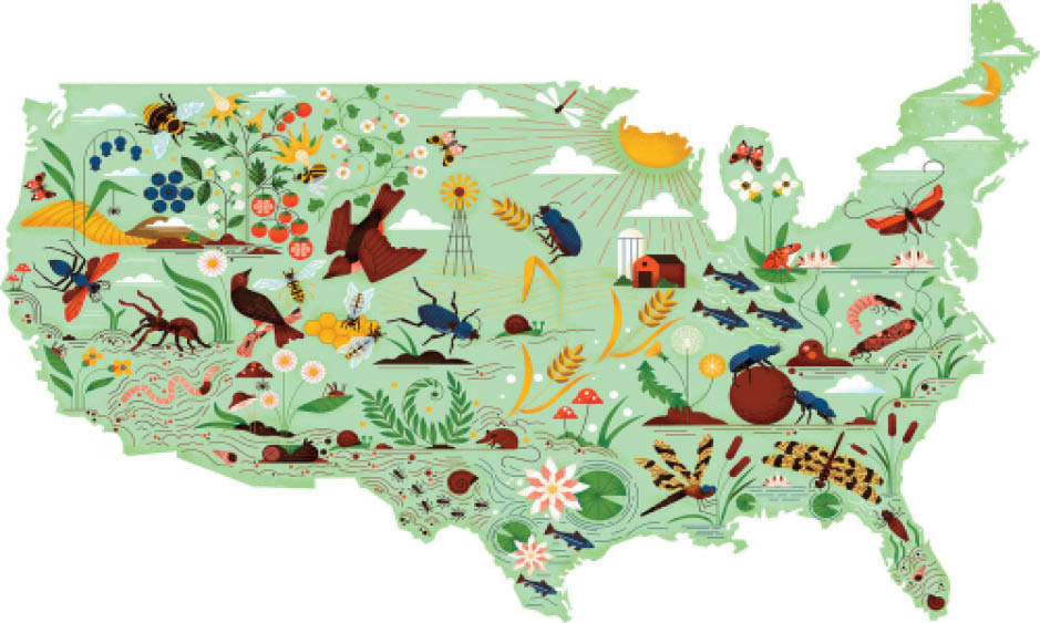Here’s how insects help keep ecosystems in balance