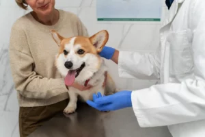 How to become a veterinarian