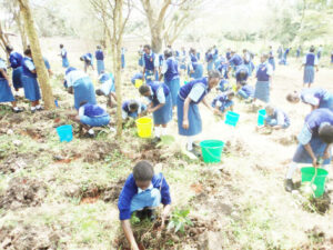 Planting trees a great way to improve your school grounds