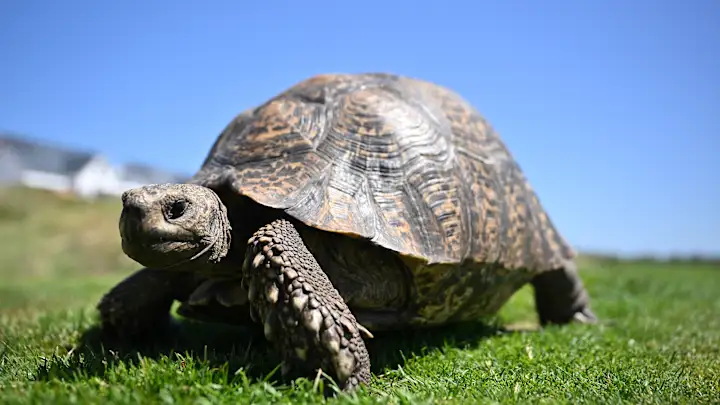 Facts about the Tortoise