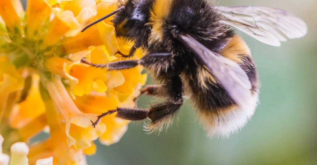 Meet the bees: Little pollinators, big jobs