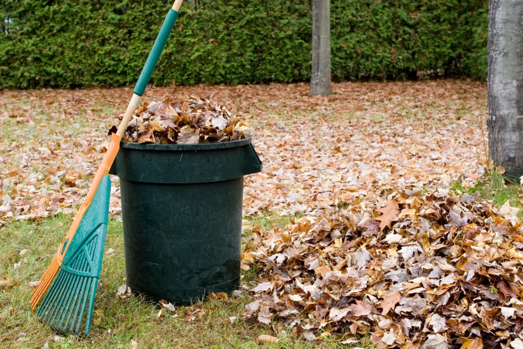 Where do fallen leaves go? Nature’s amazing recycling team!