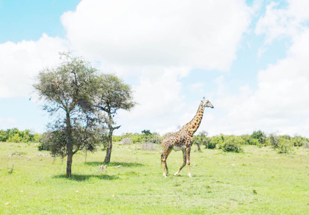 Why every creature has a job in nature